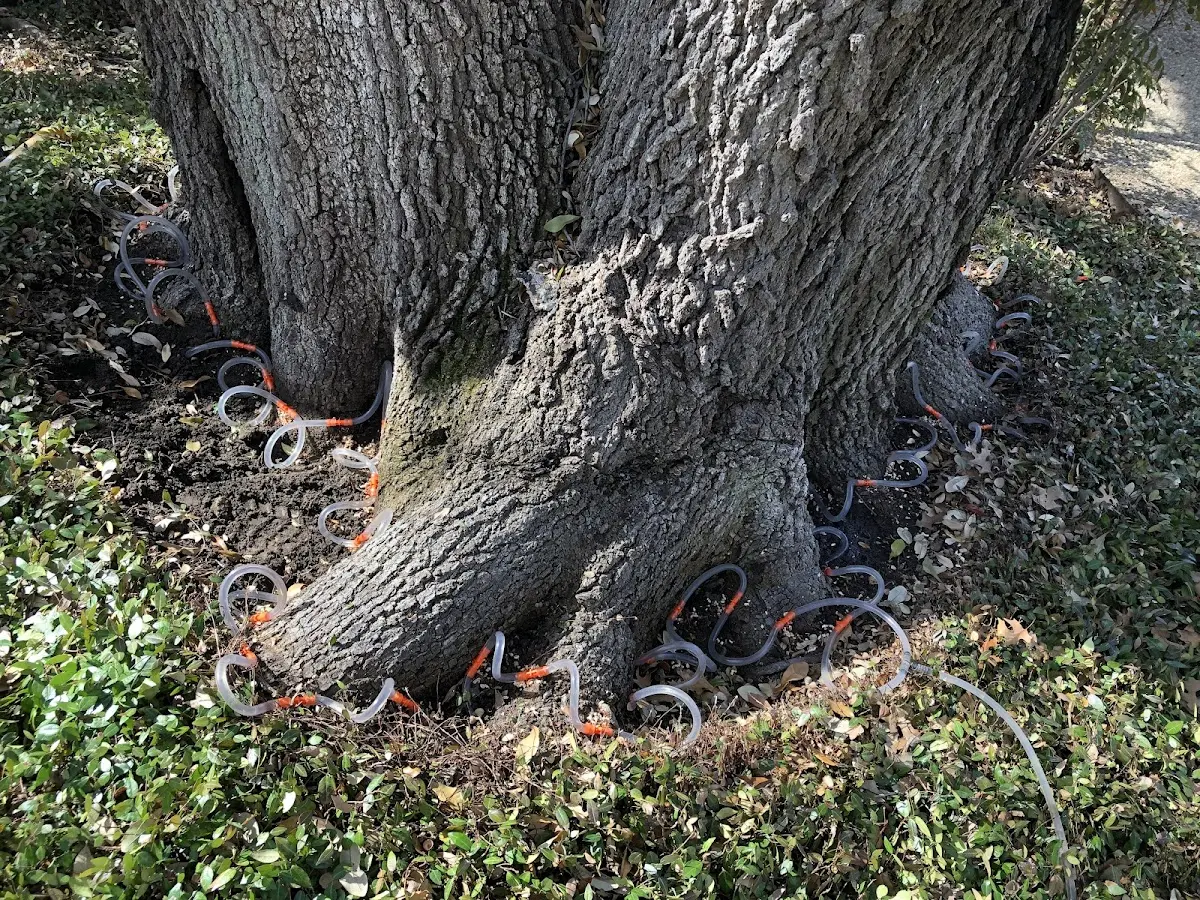 Detailed Tree Cabling and Bracing job site in Weston