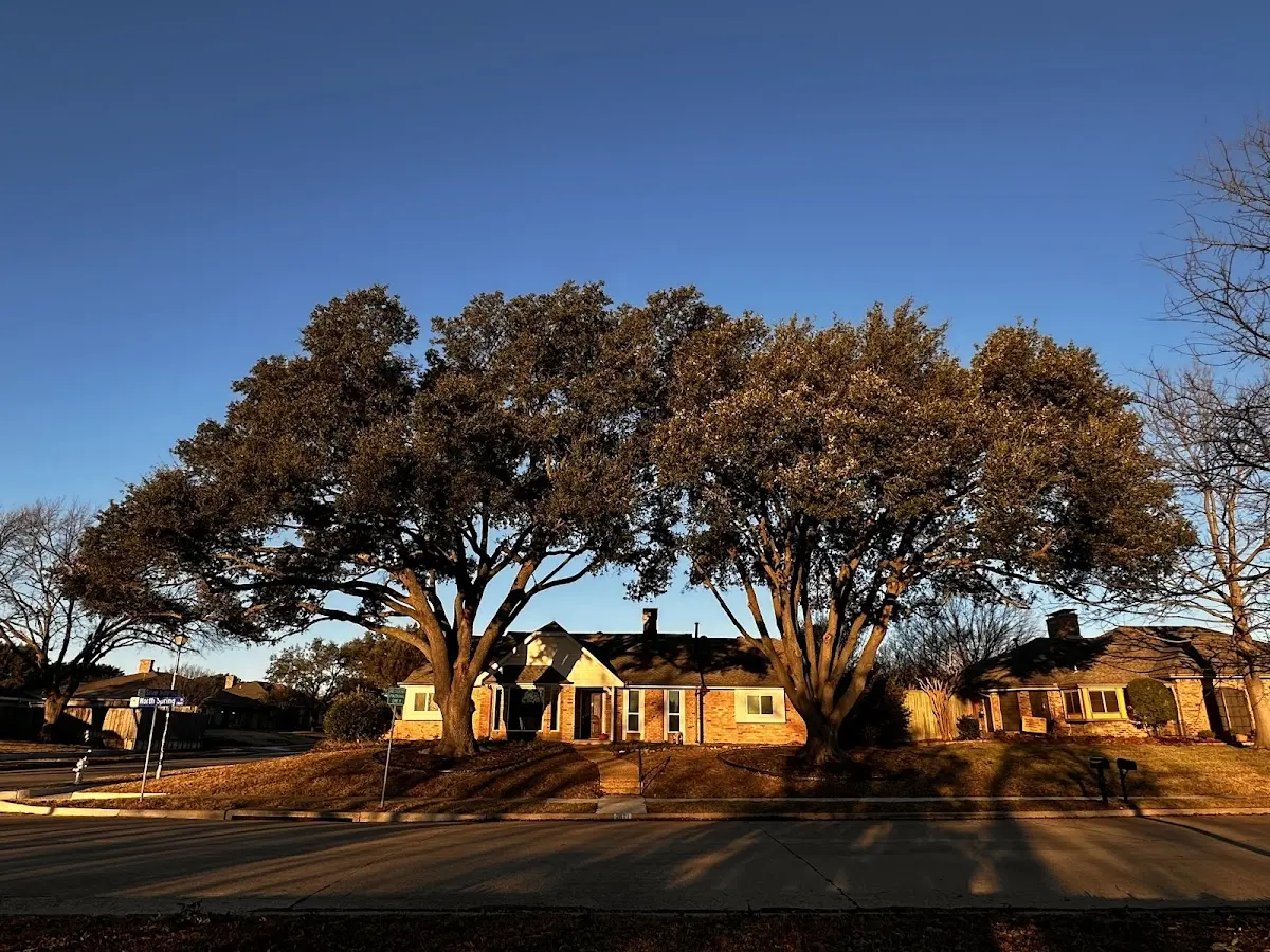 Established residential canopy tree shading a home in Weston